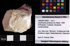 Foto (Objket + Etiketten) von Lecythocaris paradoxa (von Meyer, 1858) 